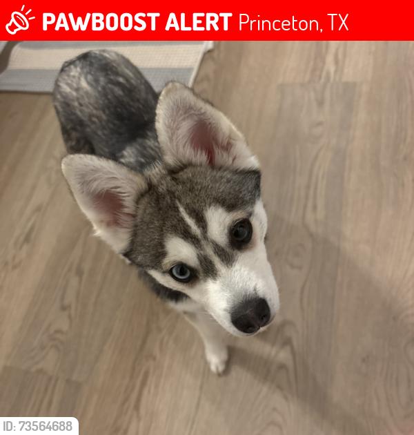 Lost Male Dog last seen Midnight oak drive, Princeton, TX 75407
