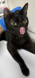 Shelter Stray Female Cat last seen OAS parking lot, Oakland,, 1101 29th Ave, Oakland, CA 94601, USA