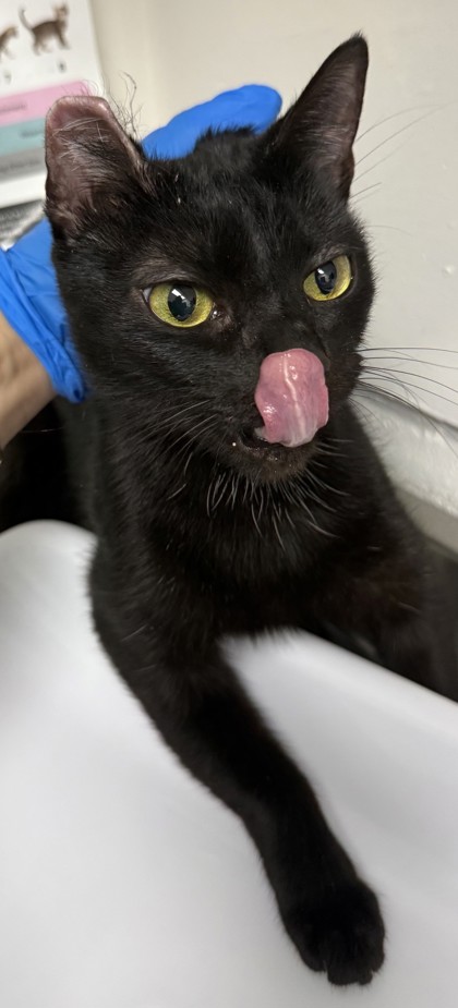 Shelter Stray Female Cat last seen OAS parking lot, Oakland,, 1101 29th Ave, Oakland, CA 94601, USA