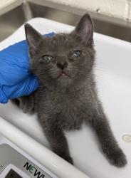 Shelter Stray Female Cat last seen OAS parking lot, Oakland,, 1101 29th Ave, Oakland, CA 94601, USA
