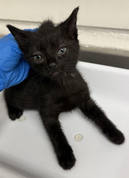 Shelter Stray Male Cat last seen OAS parking lot, Oakland,, 1101 29th Ave, Oakland, CA 94601, USA