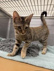 Shelter Stray Female Cat last seen Outside Night Drop, Oakland,, 1101 29th Ave, Oakland, CA 94601, USA
