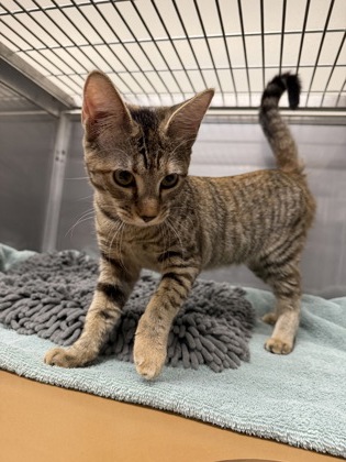 Shelter Stray Female Cat last seen Outside Night Drop, Oakland,, 1101 29th Ave, Oakland, CA 94601, USA