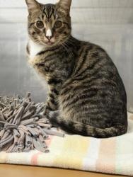 Shelter Stray Male Cat last seen Outside Night Drop, Oakland,, 1101 29th Ave, Oakland, CA 94601, USA
