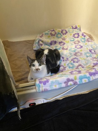Shelter Stray Female Cat last seen Stellar Drive, Benton County, OR, 398 SW Twin Oaks Cir, Corvallis, OR 97333, USA