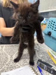 Shelter Stray Male Cat last seen Twin Oaks Circle, Benton County, OR, 398 SW Twin Oaks Cir, Corvallis, OR 97333, USA