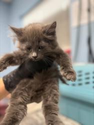 Shelter Stray Female Cat last seen Twin Oaks Circle, Benton County, OR, 398 SW Twin Oaks Cir, Corvallis, OR 97333, USA