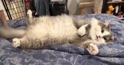 Reunited Male Cat last seen Dawes St and Mayfair Dr in Libertyville, Libertyville, IL 60048