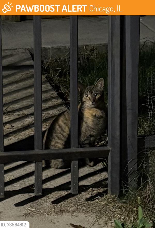 Found/Stray Unknown Cat last seen Central park and Bloomingdale, Chicago, IL 60647