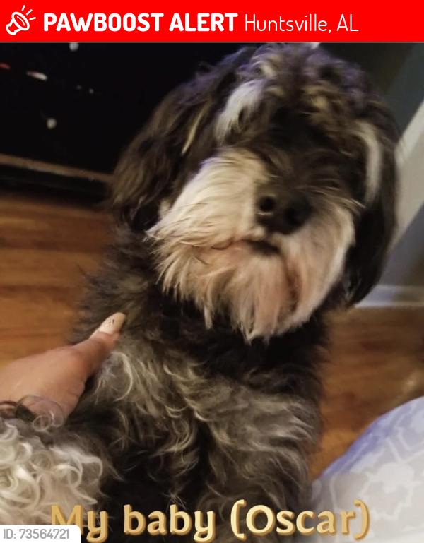 Lost Male Dog last seen Douglass Rd, Huntsville, AL 35806