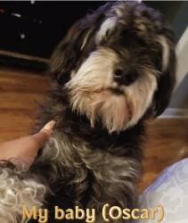 Lost Male Dog last seen Douglass Rd, Huntsville, AL 35806