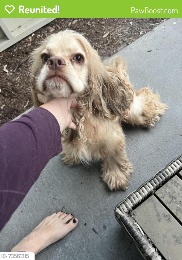 Reunited Male Dog last seen Union Ave, Campbell, CA 95008