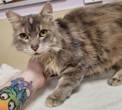 Shelter Stray Female Cat last seen Indiana St & Dayton Ave, VANCOUVER, WA, 98664, 1100 NE 192nd Ave, Vancouver, WA 98684, USA