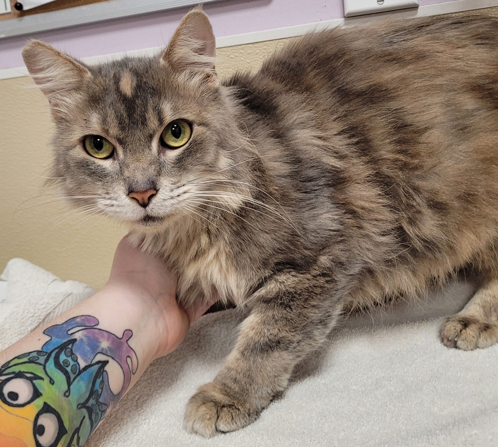 Shelter Stray Female Cat last seen Indiana St & Dayton Ave, VANCOUVER, WA, 98664, 1100 NE 192nd Ave, Vancouver, WA 98684, USA