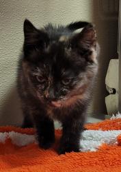 Shelter Stray Female Cat last seen NE 219th St and NE 92nd Ave, BATTLE GROUND, WA, 98604, 1100 NE 192nd Ave, Vancouver, WA 98684, USA