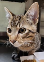 Shelter Stray Male Cat last seen Interstate 205 & SR 500, VANCOUVER, WA, 98662, 1100 NE 192nd Ave, Vancouver, WA 98684, USA