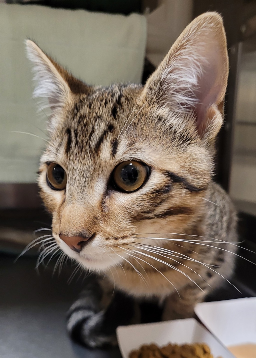 Shelter Stray Male Cat last seen Interstate 205 & SR 500, VANCOUVER, WA, 98662, 1100 NE 192nd Ave, Vancouver, WA 98684, USA