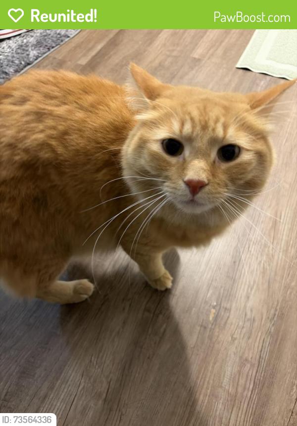 Reunited Male Cat last seen W Green St and Lynn St, Champaign, IL 61820