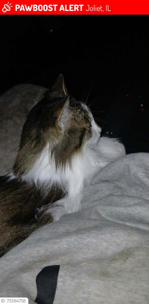 Lost Male Cat last seen McDonough & Emery st, Joliet, IL 60436