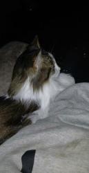 Lost Male Cat last seen McDonough & Emery st, Joliet, IL 60436