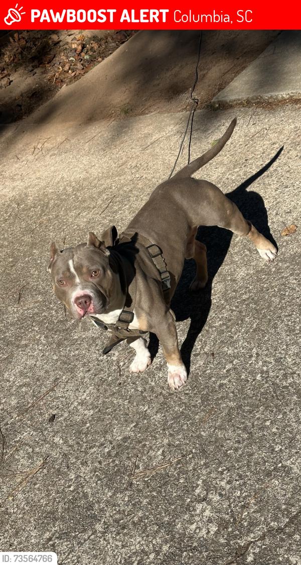 Lost Male Dog last seen River Dr, Columbia, SC 29203