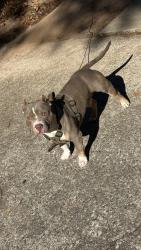 Lost Male Dog last seen River Dr, Columbia, SC 29203