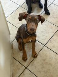 Lost Male Dog last seen Imperial valley dr, Houston, TX 77073