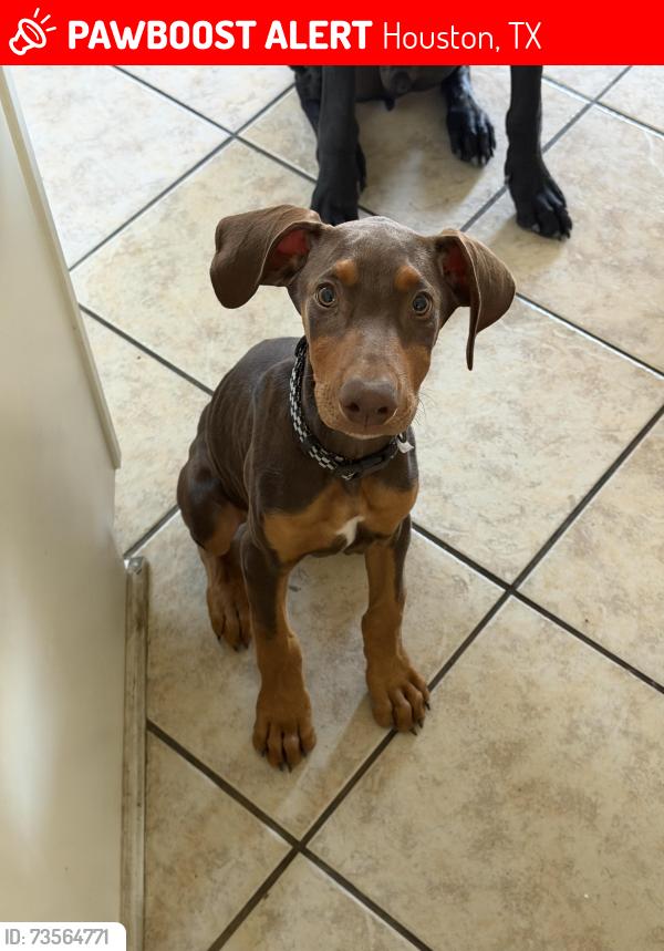 Lost Male Dog last seen Imperial valley dr, Houston, TX 77073
