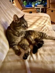 Reunited Female Cat last seen Lake Alice Road, Fall City, WA 98024