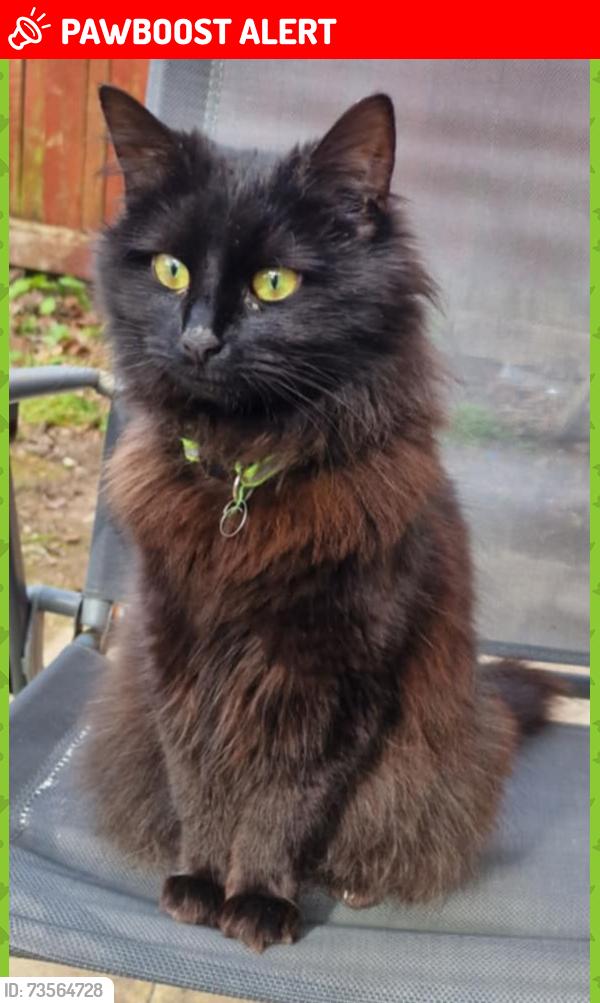 Lost Female Cat last seen Macketts Lane, Merseyside, England L26 5QB