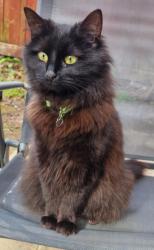 Lost Female Cat last seen Macketts Lane, Merseyside, England L26 5QB