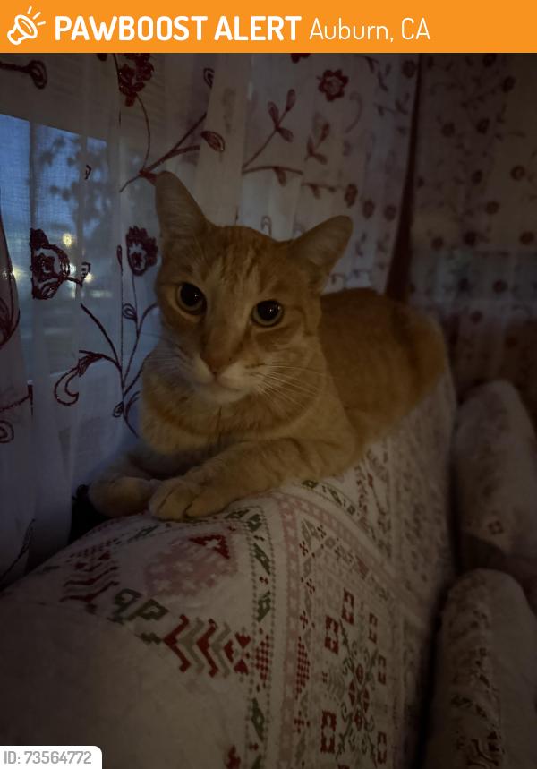 Found/Stray Unknown Cat last seen opal drive, Auburn, CA 95602