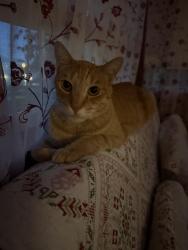 Found/Stray Unknown Cat last seen opal drive, Auburn, CA 95602