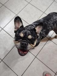 Reunited Female Dog last seen Bacon Ranch Road, Killeen, TX 76540