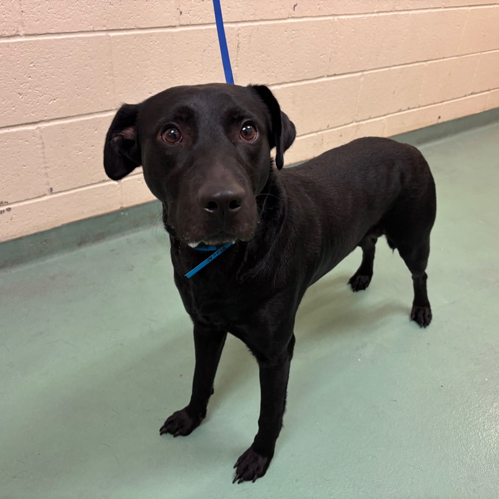Shelter Stray Male Dog last seen , 2350 Appling City Cove, Memphis, TN 38133, USA
