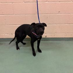 Shelter Stray Female Dog last seen , 2350 Appling City Cove, Memphis, TN 38133, USA