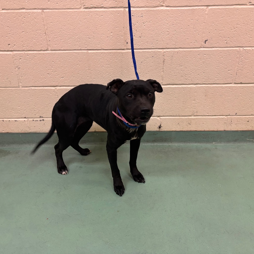 Shelter Stray Female Dog last seen , 2350 Appling City Cove, Memphis, TN 38133, USA