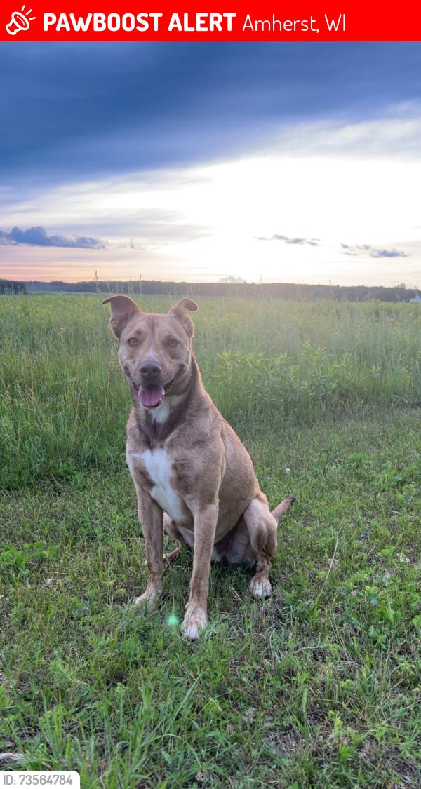 Lost Male Dog last seen Near deer road Amherst wi 54406, Amherst, WI 54406