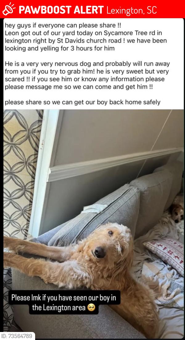 Lost Male Dog last seen st david’s church rd, Lexington, SC 29073