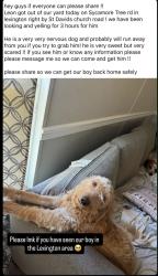 Lost Male Dog last seen st david’s church rd, Lexington, SC 29073