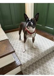 Reunited Male Dog last seen West Wesley and westover, Atlanta, GA 30305