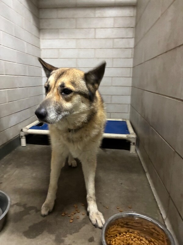 Shelter Stray Female Dog last seen Near W Ripon Rd, Manteca, CA 95337, USA, 1575 S Lincoln St, Stockton, CA 95206, USA