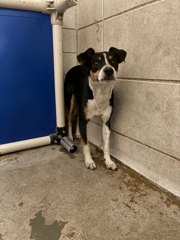 Shelter Stray Male Dog last seen Near S Lincoln St, Stockton, CA 95206, USA, 1575 S Lincoln St, Stockton, CA 95206, USA
