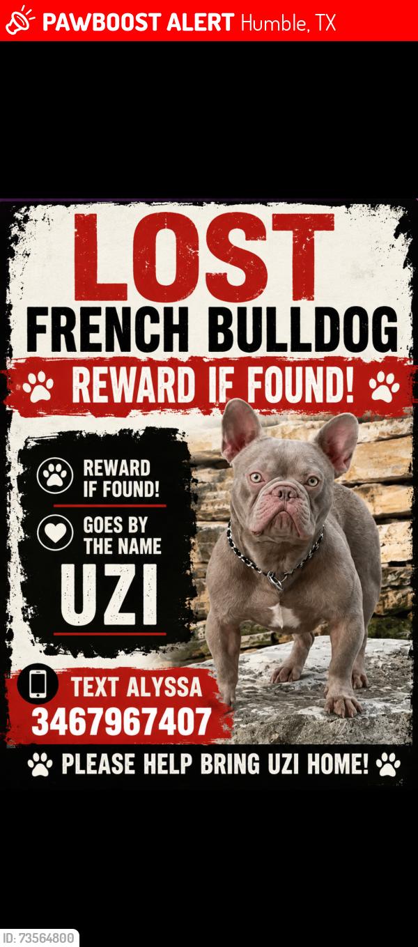 Lost Male Dog last seen Near Winstead Ln, Humble, TX 77396