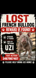 Lost Male Dog last seen Near Winstead Ln, Humble, TX 77396