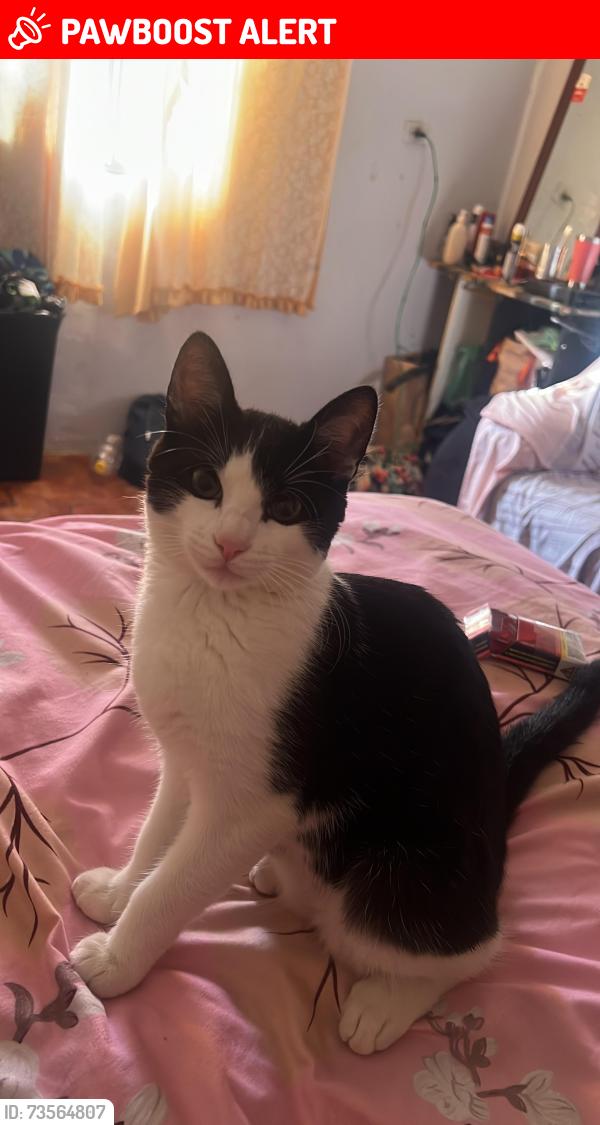Lost Male Cat last seen Rua primaveira jardim das rosas 1475, Jardim das Rosas, SP 
