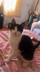 Lost Male Cat last seen Rua primaveira jardim das rosas 1475, Jardim das Rosas, SP 