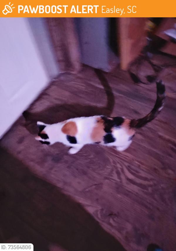 Found/Stray Female Cat last seen 101centerfeild ln, Easley, SC 29642
