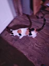 Found/Stray Female Cat last seen 101centerfeild ln, Easley, SC 29642