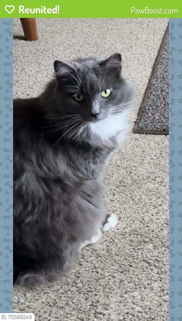 Reunited Female Cat last seen Dry gap, Stratford park, Knoxville, TN 37912